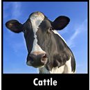 Cattle