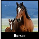 Horses