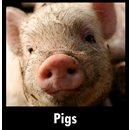 Pigs