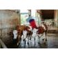 Brosse à vaches HAPPYCOW MaxiSwing