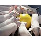 Balle Anti-Stress pour porcelets