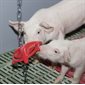 Piglet Biting Ring Plastic