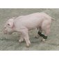 Entrave pour porcelet velcro, emb / 12