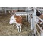 Texas Cattle Brush